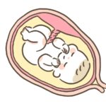胎盤と赤ちゃん