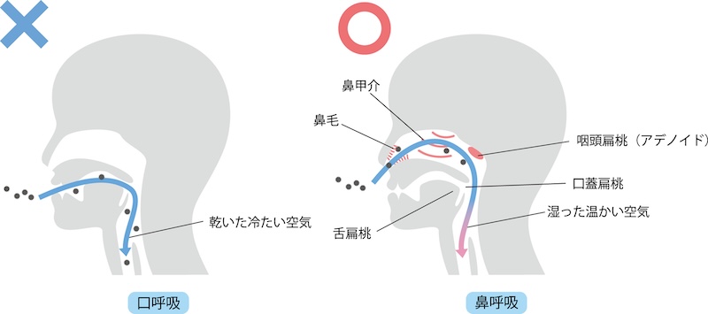 鼻呼吸のイメージ