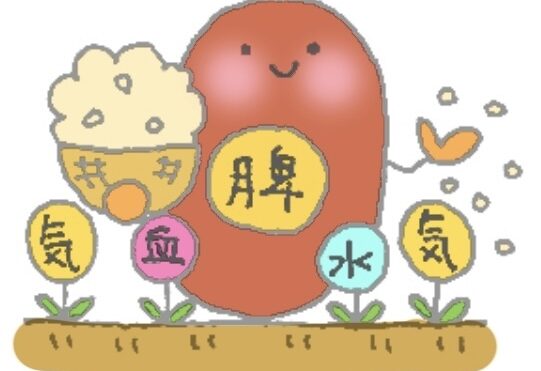 脾胃（ひい）の働きとは