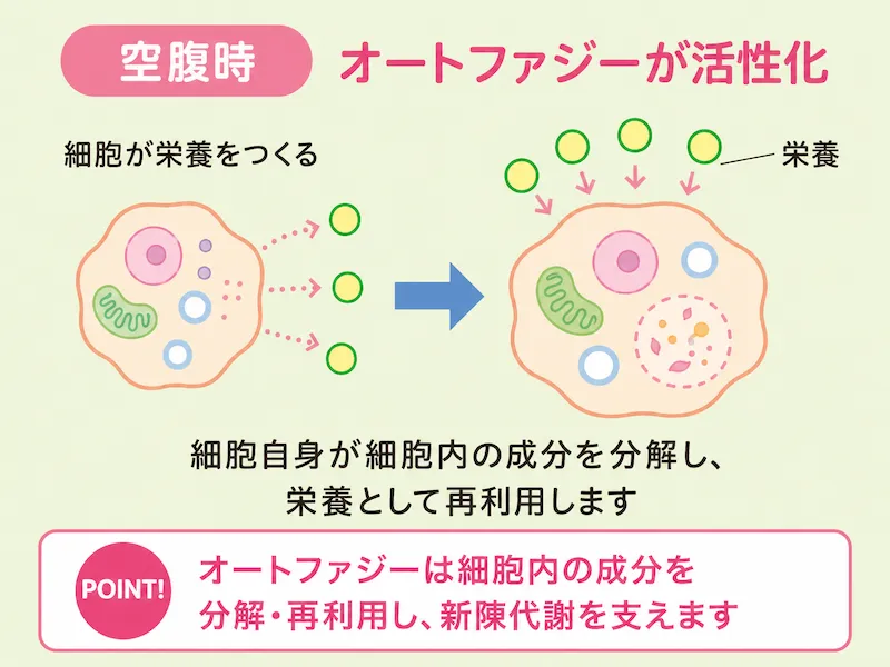 オートファジーのイメージ