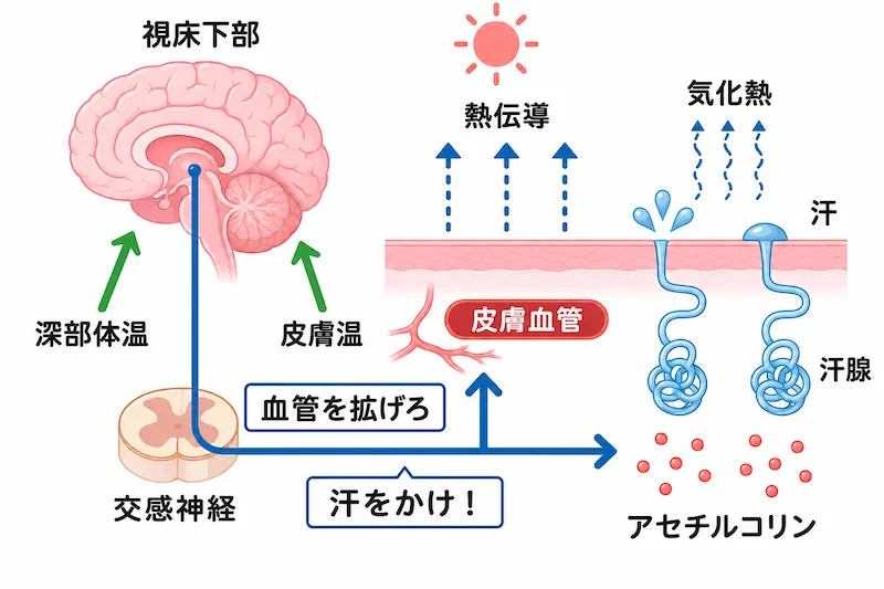 汗をかく仕組み